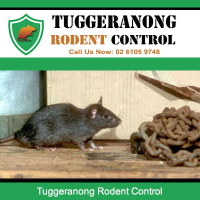 Tuggeranong rodent control showing large black rat discovered near metal chains in outdoor storage area