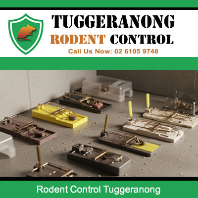 Professional pest control equipment used in Tuggeranong including snap traps and bait boxes for rodent extermination