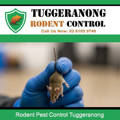 Licensed pest control expert wearing protective gloves removing captured rodent from Tuggeranong residential property